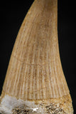 06365 -  Small Wire Wrapped 1.00 Inch Platecarpus (Mosasaur) Tooth Pendant