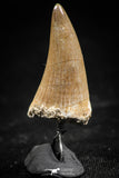 06365 -  Small Wire Wrapped 1.00 Inch Platecarpus (Mosasaur) Tooth Pendant