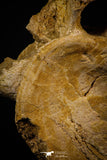 06928 - Beautiful 5.67 Inch Elasmosaurus (Zarafasaura oceanis)  Partial Vertebra Bone