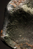 20939 - Taza (NWA 859) Iron Ungrouped Plessitic Octahedrite Meteorite 1.5g ORIENTED
