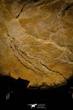 06928 - Beautiful 5.67 Inch Elasmosaurus (Zarafasaura oceanis)  Partial Vertebra Bone