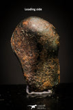 20940 - Taza (NWA 859) Iron Ungrouped Plessitic Octahedrite Meteorite 1.3g ORIENTED
