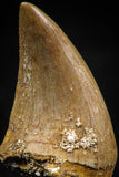 06366 - Small Wire Wrapped 0.93 Inch Mosasaur (Prognathodon anceps) Tooth Pendant