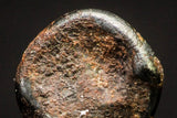 20940 - Taza (NWA 859) Iron Ungrouped Plessitic Octahedrite Meteorite 1.3g ORIENTED