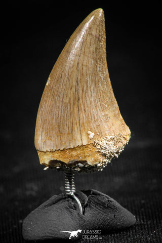 06366 - Small Wire Wrapped 0.93 Inch Mosasaur (Prognathodon anceps) Tooth Pendant
