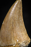 06366 - Small Wire Wrapped 0.93 Inch Mosasaur (Prognathodon anceps) Tooth Pendant