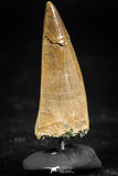 06367 -  Small Wire Wrapped 1.20 Inch Eremiasaurus heterodontus (Mosasaur) Tooth Pendant