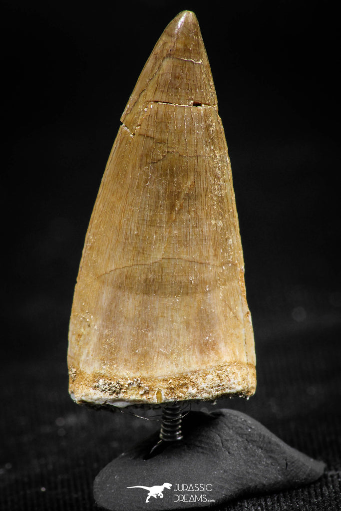 06367 -  Small Wire Wrapped 1.20 Inch Eremiasaurus heterodontus (Mosasaur) Tooth Pendant