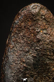 20941 - Taza (NWA 859) Iron Ungrouped Plessitic Octahedrite Meteorite 2.2g ORIENTED