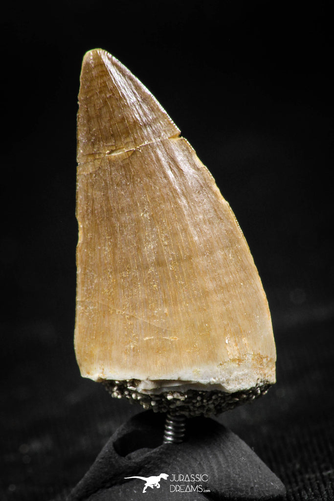 06368 -  Small Wire Wrapped 1.08 Inch Mosasaur (Prognathodon anceps) Tooth Pendant