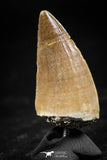 06368 -  Small Wire Wrapped 1.08 Inch Mosasaur (Prognathodon anceps) Tooth Pendant