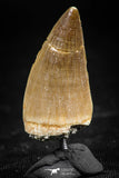 06368 -  Small Wire Wrapped 1.08 Inch Mosasaur (Prognathodon anceps) Tooth Pendant