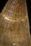 06368 -  Small Wire Wrapped 1.08 Inch Mosasaur (Prognathodon anceps) Tooth Pendant