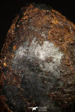 20942 - Taza (NWA 859) Iron Ungrouped Plessitic Octahedrite Meteorite 1.3g ORIENTED