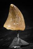 06369 -  Small Wire Wrapped 0.78 Inch Mosasaur (Prognathodon anceps) Tooth Pendant