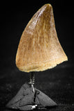 06369 -  Small Wire Wrapped 0.78 Inch Mosasaur (Prognathodon anceps) Tooth Pendant
