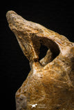 06929 - Beautiful 3.62 Inch Elasmosaurus (Zarafasaura oceanis) Partial Vertebra Bone