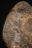 20942 - Taza (NWA 859) Iron Ungrouped Plessitic Octahedrite Meteorite 1.3g ORIENTED