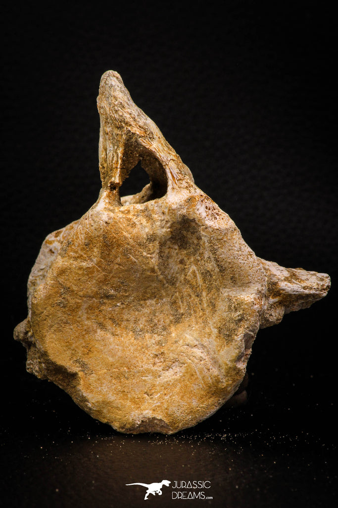 06929 - Beautiful 3.62 Inch Elasmosaurus (Zarafasaura oceanis) Partial Vertebra Bone