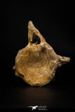 06929 - Beautiful 3.62 Inch Elasmosaurus (Zarafasaura oceanis) Partial Vertebra Bone