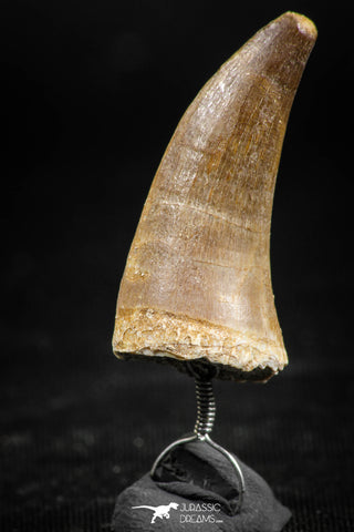 06370 -  Small Wire Wrapped 1.20 Inch Eremiasaurus heterodontus (Mosasaur) Tooth Pendant