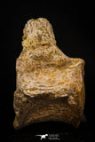06929 - Beautiful 3.62 Inch Elasmosaurus (Zarafasaura oceanis) Partial Vertebra Bone