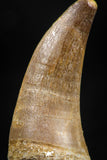 06370 -  Small Wire Wrapped 1.20 Inch Eremiasaurus heterodontus (Mosasaur) Tooth Pendant