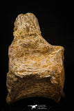 06929 - Beautiful 3.62 Inch Elasmosaurus (Zarafasaura oceanis) Partial Vertebra Bone