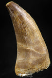 06370 -  Small Wire Wrapped 1.20 Inch Eremiasaurus heterodontus (Mosasaur) Tooth Pendant