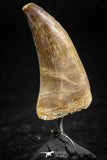 06370 -  Small Wire Wrapped 1.20 Inch Eremiasaurus heterodontus (Mosasaur) Tooth Pendant