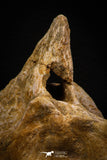 06929 - Beautiful 3.62 Inch Elasmosaurus (Zarafasaura oceanis) Partial Vertebra Bone