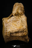 06929 - Beautiful 3.62 Inch Elasmosaurus (Zarafasaura oceanis) Partial Vertebra Bone