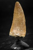 06371 -  Small Wire Wrapped 1.24 Inch Eremiasaurus heterodontus (Mosasaur) Tooth Pendant