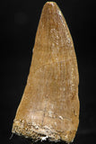 06371 -  Small Wire Wrapped 1.24 Inch Eremiasaurus heterodontus (Mosasaur) Tooth Pendant