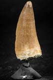 06371 -  Small Wire Wrapped 1.24 Inch Eremiasaurus heterodontus (Mosasaur) Tooth Pendant