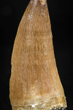 06371 -  Small Wire Wrapped 1.24 Inch Eremiasaurus heterodontus (Mosasaur) Tooth Pendant