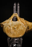 06930 - Beautiful 5.20 Inch Elasmosaurus (Zarafasaura oceanis) Partial Vertebra Bone