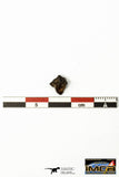 22270 - Top Rare NWA 10023 Anomalous Plessitic Pallasite Meteorite PMG-an 0.489 g