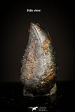 20943 - Taza (NWA 859) Iron Ungrouped Plessitic Octahedrite Meteorite 2.6g ORIENTED