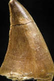 06372 -  Small Wire Wrapped 1.06 Inch Mosasaur (Prognathodon anceps) Tooth Pendant