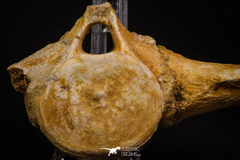 06930 - Beautiful 5.20 Inch Elasmosaurus (Zarafasaura oceanis) Partial Vertebra Bone