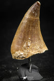 06372 -  Small Wire Wrapped 1.06 Inch Mosasaur (Prognathodon anceps) Tooth Pendant