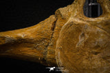 06930 - Beautiful 5.20 Inch Elasmosaurus (Zarafasaura oceanis) Partial Vertebra Bone