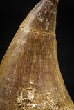 06372 -  Small Wire Wrapped 1.06 Inch Mosasaur (Prognathodon anceps) Tooth Pendant