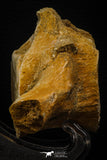 06930 - Beautiful 5.20 Inch Elasmosaurus (Zarafasaura oceanis) Partial Vertebra Bone