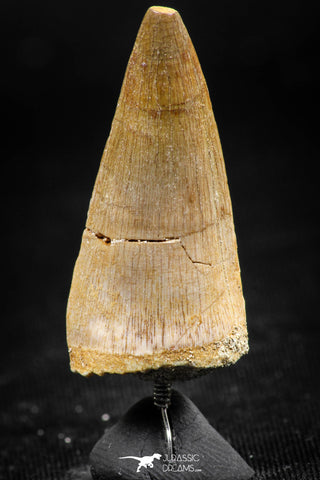 06373 -  Small Wire Wrapped 1.30 Inch Eremiasaurus heterodontus (Mosasaur) Tooth Pendant