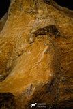 06930 - Beautiful 5.20 Inch Elasmosaurus (Zarafasaura oceanis) Partial Vertebra Bone