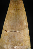 06373 -  Small Wire Wrapped 1.30 Inch Eremiasaurus heterodontus (Mosasaur) Tooth Pendant