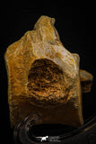 06930 - Beautiful 5.20 Inch Elasmosaurus (Zarafasaura oceanis) Partial Vertebra Bone