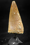 06373 -  Small Wire Wrapped 1.30 Inch Eremiasaurus heterodontus (Mosasaur) Tooth Pendant